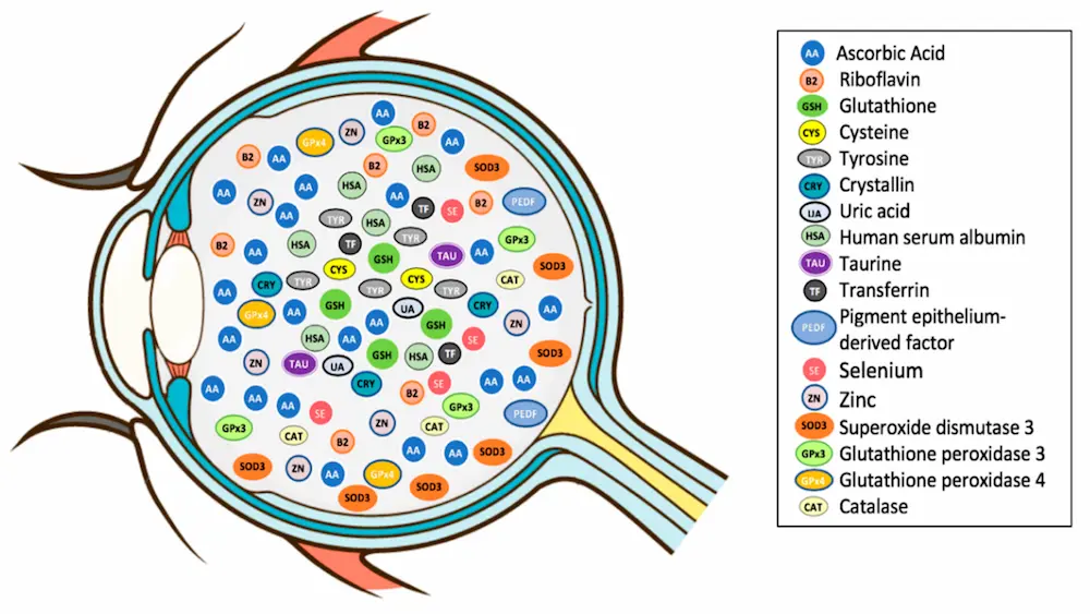 Illustration of vitreous fluid in the eye